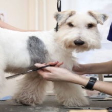 Image for Top Dawg Grooming with ID of: 1002296