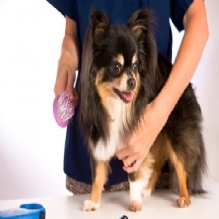 Image for Top Dawg Grooming with ID of: 1002297