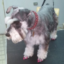 Image for Top Dawg Grooming with ID of: 1002298