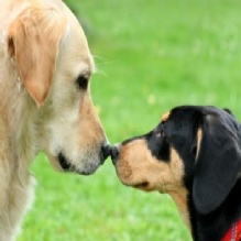 Image for Top Dawg Grooming with ID of: 1002299