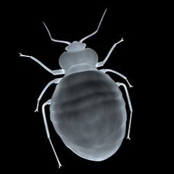 Image for B & D Pest Solutions with ID of: 1004883