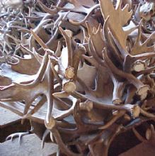 Image for Heads, Hides and Horns with ID of: 1004932