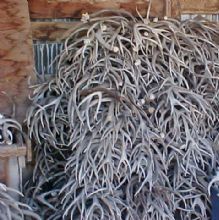 Image for Heads, Hides and Horns with ID of: 1004937