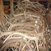 Image for Heads, Hides and Horns with ID of: 1004939