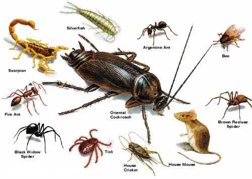Image for Sniper Termite and Pest control with ID of: 1007349