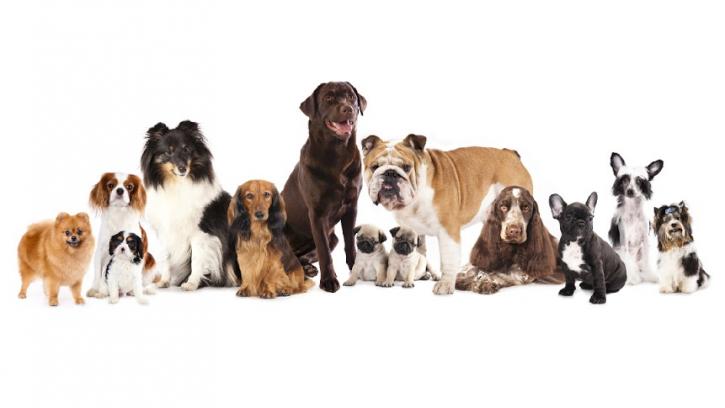 Image for Prodog Canine Academy with ID of: 1010040