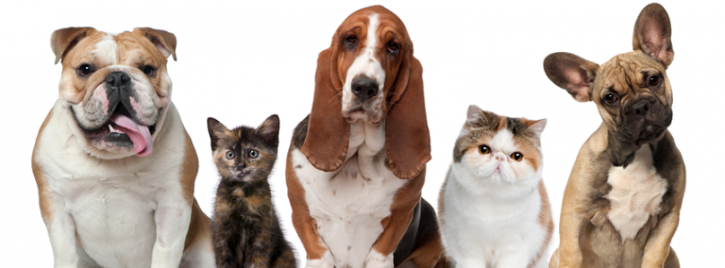 Image for TLC Pet Boarding with ID of: 1013214