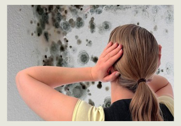 Image for Mold Remediation Pros - Seattle with ID of: 1013826