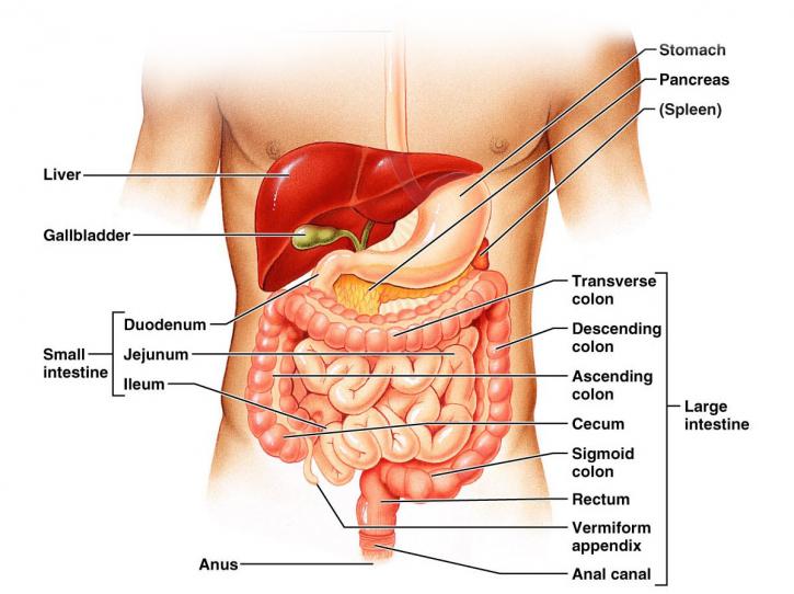 Image for Ayurvedic treatment for ulcerative colitis with ID of: 1014984
