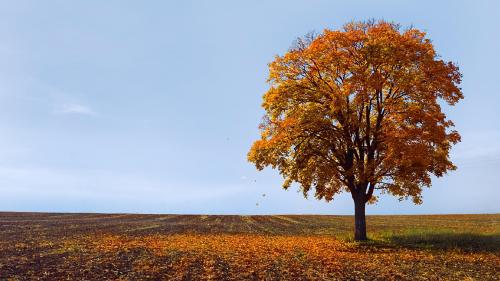 Image for Lanzas Tree Service with ID of: 1015129