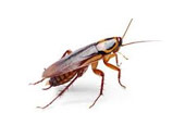 Image for Pro Pest with ID of: 1015952