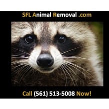 Image for South Florida Animal Removal Services with ID of: 1017698
