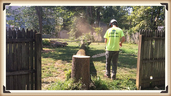 Image for Ridge Tree Service with ID of: 1017738
