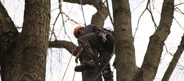 Image for Ridge Tree Service with ID of: 1017744