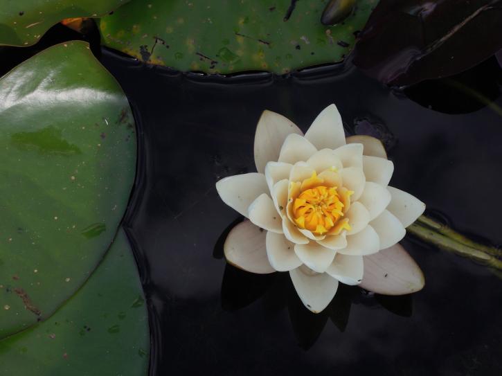 Image for Centered Health and Wellness with ID of: 1020499