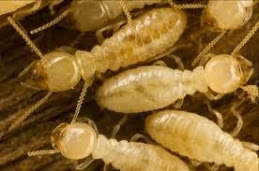 Image for Imperial Pest Prevention with ID of: 1023566