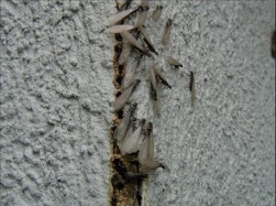 Image for Imperial Pest Prevention with ID of: 1023567