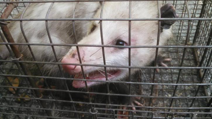 Image for Heath's Wildlife Service with ID of: 1028393