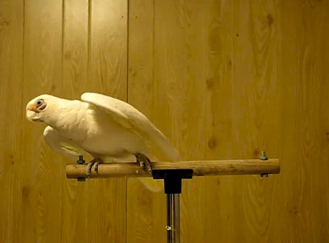 Image for Frostie The Funniest Dancing Bird On This Planet Jives to the Blues Brothers & Ray Charles [video] with ID of: 103305
