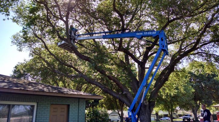 Image for Florida Green Lawn & Tree Service with ID of: 1035635