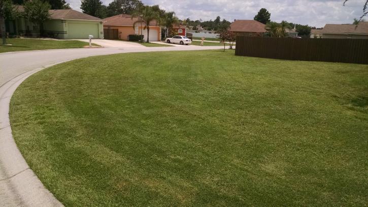 Image for Florida Green Lawn & Tree Service with ID of: 1035637