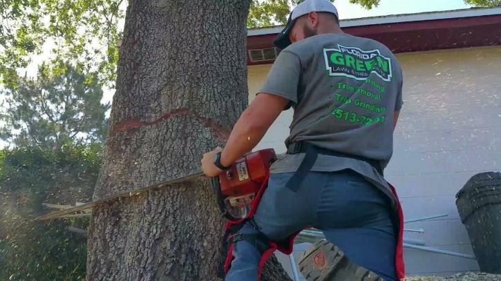 Image for Florida Green Lawn & Tree Service with ID of: 1035644