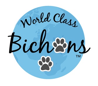 Image for World Class Bichons with ID of: 1038072