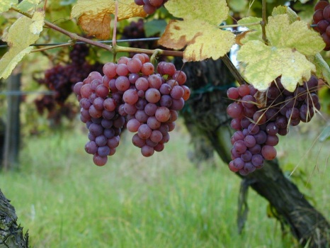 Image for Pacifica Wine Division with ID of: 1038746