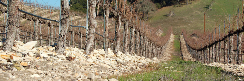 Image for Whalebone Vineyard with ID of: 1038778