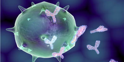 Image for Mouse Anti-Rat Na, K Dependent ATPase Hybridoma [0-C2] with ID of: 1038783