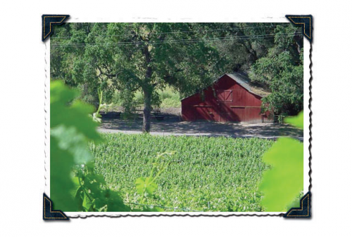 Image for Whalebone Vineyard with ID of: 1038789