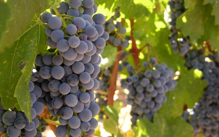 Image for Ideas for a Wine Tasting Party - Demystifying Wine Buying with ID of: 103891