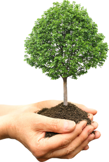 Image for Long Island Tree Care with ID of: 1047592