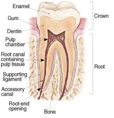 Image for Best Endodontics of Glenview, Ltd. with ID of: 1053313