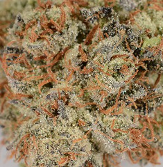 Image for The Herbal Cure Denver Dispensary with ID of: 1053744