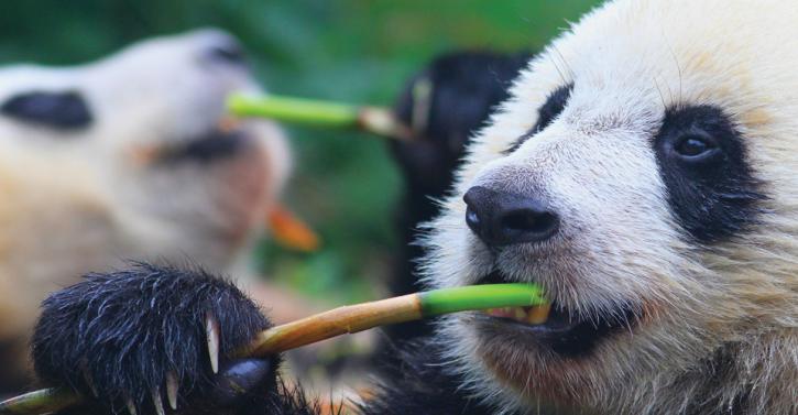 Image for Absolute Panda China with ID of: 1054259