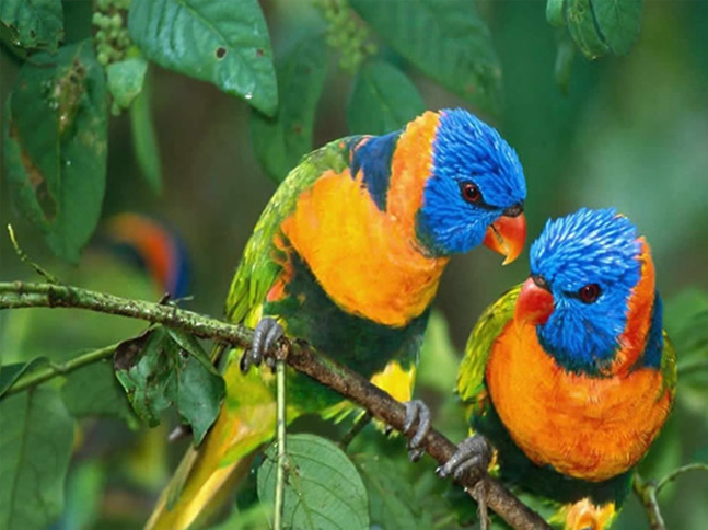 Image for Birding in China with ID of: 1055815