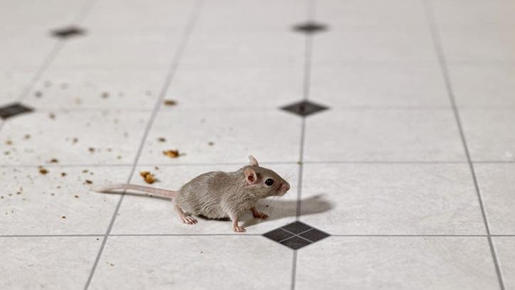 Image for Accuracy Plus Termite And Pest Control with ID of: 1062591