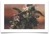 Image for Denver Marijuana Online with ID of: 1063895