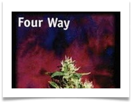 Image for Denver Marijuana Online with ID of: 1063899