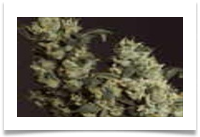 Image for Denver Marijuana Online with ID of: 1063900