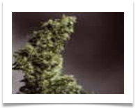 Image for Denver Marijuana Online with ID of: 1063901