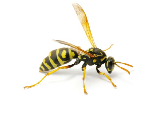 Image for Heritage Pest Control Inc with ID of: 1065946