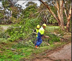 Image for Spring Hill Tree Specialists with ID of: 1067064