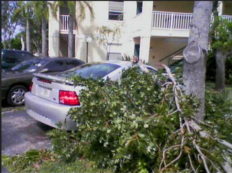 Image for Spring Hill Tree Specialists with ID of: 1067071