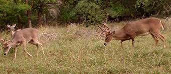 Image for Bucks Wild with ID of: 1068930