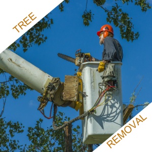 Image for Champion Arbor Care with ID of: 1078744