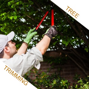 Image for Champion Arbor Care with ID of: 1078748