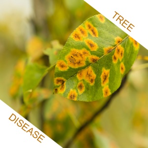 Image for Champion Arbor Care with ID of: 1078750