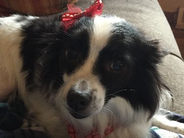 Image for Fancy Paws, Inc. with ID of: 1079921